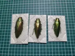 標本。スラウェシのオーロラルリタマムシ5頭 - メルカリ