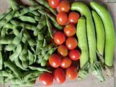 新鮮野菜詰め合わせ 枝豆 トマト 緑茄子のサムネイル