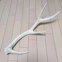 鹿の角
