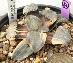微根発根済‼️鮮明錦‼️極上株美苗‼️多肉植物 ハオルチア 天空の境錦