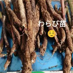 2026年最新】わらび 苗の人気アイテム - メルカリ