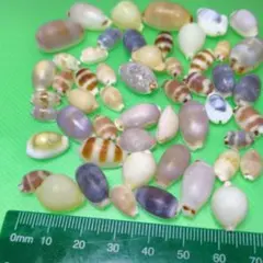 2026年最新】タカラガイの人気アイテム - メルカリ