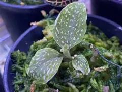 2025年最新】microchilus tridaxの人気アイテム - メルカリ