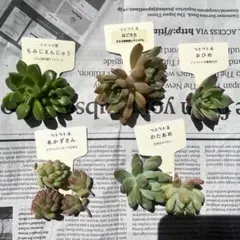 つぶつぶ屋　カット苗　5種類のサムネイル