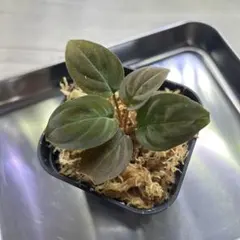 2026年最新】ホマロメナ Homalomenaの人気アイテム - メルカリ