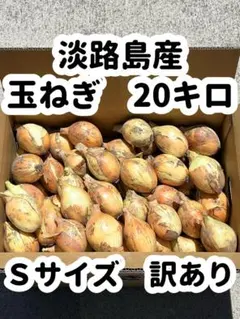 5 赤玉ねぎ Sサイズ アーリーレッド 静岡県 20キロ - メルカリ