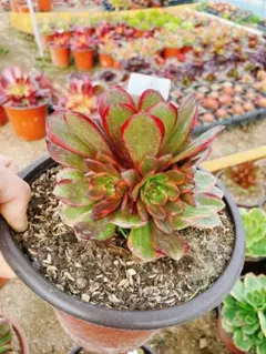 2026年最新】多肉アエオニウムの人気アイテム - メルカリ