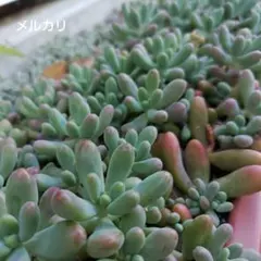 可愛いファットスターhyb　画像から10カット♪　多肉植物　エケベリア　セダム
