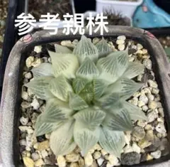 2026年最新】白蛇伝 ハオルチアの人気アイテム - メルカリ