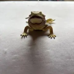トカゲキングダム　フトアゴヒゲトカゲ　フィギュア　ガチャ　カプセルトイ