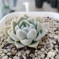 ばあば様 リクエスト 3点 まとめ商品