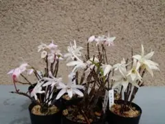 へのかっぱ様 リクエスト 2点 まとめ商品