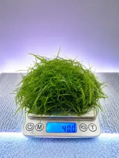 【人気急上昇！】ナヤス　40gのサムネイル