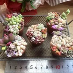 小さくてかわいい1寸鉢♡5個セット♡多肉植物寄せ植え♡そのまま飾れる♡