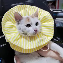 Item thumbnail for item 60febedb-d66c-4e9a-9f8e-993aa01daf7c