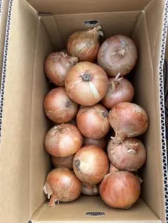⭐︎ケルセチンたっぷり！タマネギ　ケル玉　１０ｋｇ　2L 27個のサムネイル