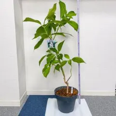 花ゆず 3年生 ポリポット入り 花芽沢山きてます！ - メルカリ