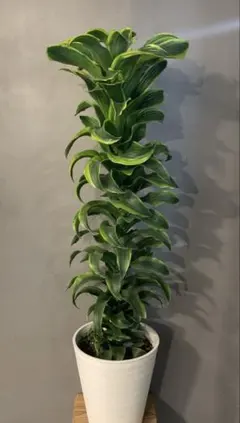 2026年最新】ドラセナ トルネードの人気アイテム - メルカリ