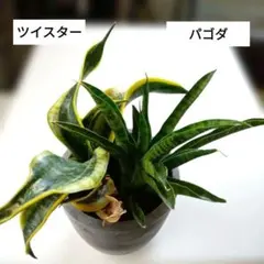 2026年最新】サンセベリア 希少の人気アイテム - メルカリ