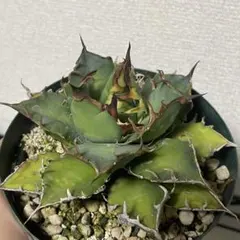 オークション【匿名配送】REZA産 イラン株 活着 アガベ ルミナス 鉢