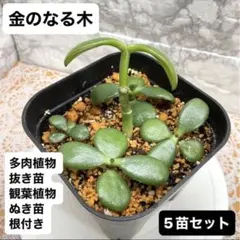 2026年最新】金の成る木多肉の人気アイテム - メルカリ