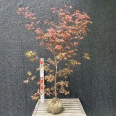 盆栽】 【観葉植物】 花纏(はなまとい) 斑入りの枝垂れ紅葉 - メルカリ