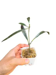 2026年最新】ホヤスラウェシアナの人気アイテム - メルカリ