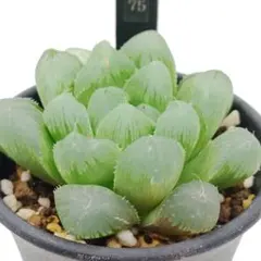 75.マスカット 抜き苗 多肉植物のサムネイル