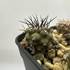 2026年最新】シネレアの人気アイテム - メルカリ