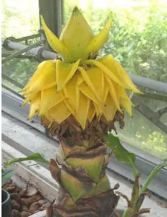 2025年最新】地湧金蓮の人気アイテム - メルカリ