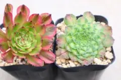 多肉植物 センペルビウム【上海ローズ・ジェロナ】抜き苗 - メルカリ