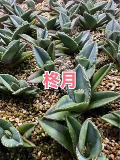 Morimori様 リクエスト 2点 まとめ商品