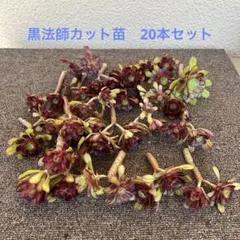 アエオニウム　黒法師カット苗 20本セット　Cのサムネイル