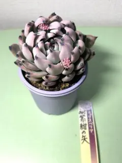 045 紫紺の矢　おらいさん苗 ミックスベリア