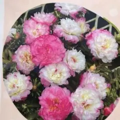 むぅちゃん様 リクエスト 4点 まとめ商品