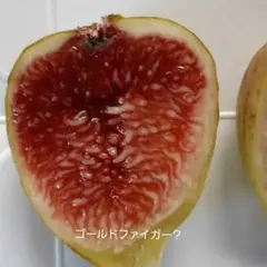 イチジクの穂木 LSU Strawberry 先端枝 - メルカリ