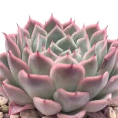 【極上苗】 ザラゴーサエッジ×シムランスラグナサンチェス多肉植物 エケベリアのサムネイル