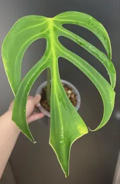 2025年最新】バールマルクスフレームの人気アイテム - メルカリ