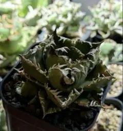 2026年最新】皇冠 アガベの人気アイテム - メルカリ