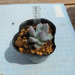 多肉植物 エケベリア ロウルサンコさん トマト姫 命名株 - メルカリ