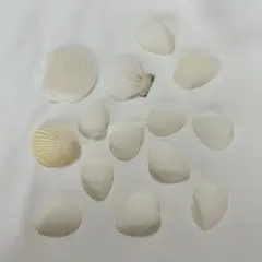 貝殻セット シェルパーツ 撮影小物 ディスプレイ 大きめ 海 貝がら 結婚式