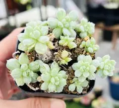 特価　多肉植物　群生肉厚1株 名前不明 半分土付き発送のサムネイル