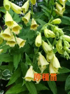 ジキタリス 宿根草 yellow 原種 苗