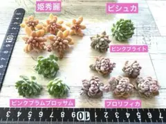 多肉植物 レア品種ピンクプラムブロッサム ピシュカ ピンクブライト プロリフィカ