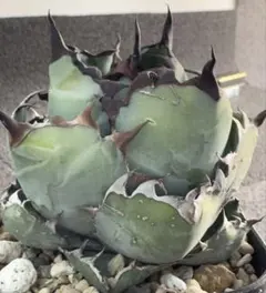 アガベ　ブラック&ブルー　ボールタイプ　親株+子株2付き　鉢のまま発送 Yahoo!オークション - 【子株付き】アガベ チタノタ ブラックアンドブ