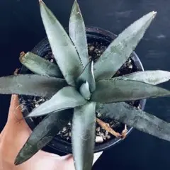 アガベ ブルーエンペラー ブラックスパイン 特選 アガベ 3.5号 ブルーエンペラー Blue Emperor｜観葉01-D1 | 観葉