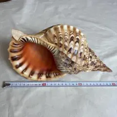 25年前の逸品】ズニ族 シェルカービング イーグル フェティッシュ