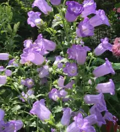 カンパニュラ（ツリガネソウ）うす紫　花の種　２００粒