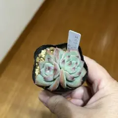 ほー様 リクエスト 2点 まとめ商品