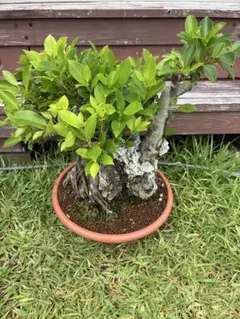 ガジュマル盆栽 樹齢30年 塊根植物 - メルカリ
